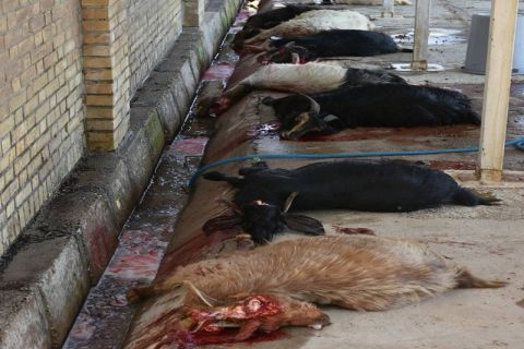 مراسم نمادین ذبح10 راس گوسفند قربانی در کمیته امداد لوداب برگزار شد